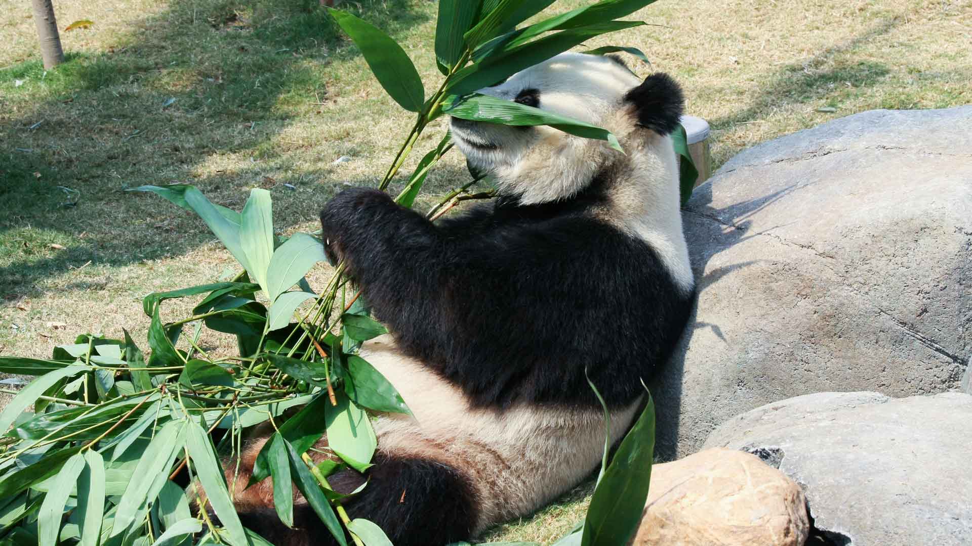 Adobe stock photo of panda eating shoots and leaves