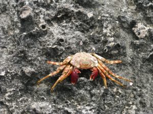 lithium-ion battery alternative from discarded crab shells - image Hartsdayle/Pixabay