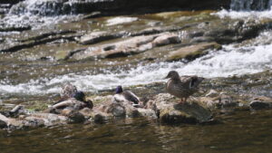 Video of ducks shot hand held on a 400 mm lens at full extension, I edited in Davinci Resolve and added stabilisation to make it appear shot on a tripod. Sometimes you have to shoot handheld and hope for the best, but having an editing program that can do this really helps! This Video Works Manchester